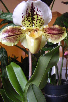 Paphiopediilum Orchidea