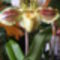 Paphiopediilum Orchidea