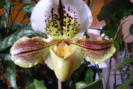 Paphiopedilum Orchidea