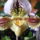 Paphiopedilum_orchidea-001_538635_23624_t