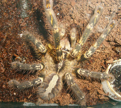 P.ornata 0.1.0