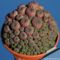 Sulcorebutia_rauschii_clump_810