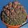 Sulcorebutia_rauschii_clump_810_538681_15287_t