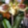 Paphiopedilum_orchidea_539214_24122_t