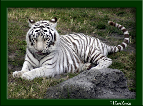 albino tigris