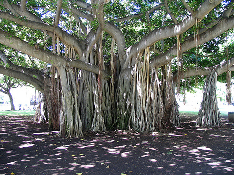 banyan-tree-aerial-root
