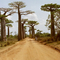 baobab-avenue