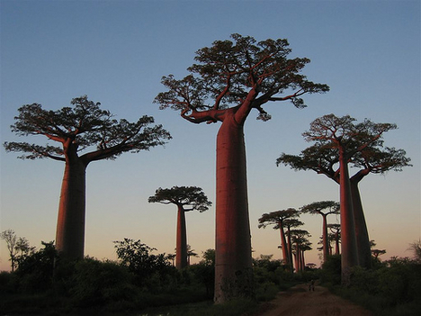 baobab-madagascar