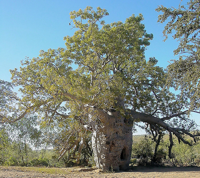 baobab-prison