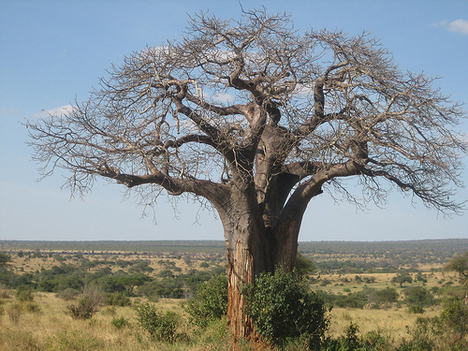 baobab-tanzania