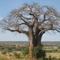 baobab-tanzania