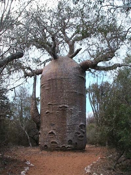 baobab-teapot-ifaty