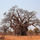 Baobabzimbabwe_53019_798943_t