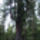 Chandeliertree_53016_440317_t