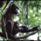 Congo Chimps, Republic of the Congo, 2000