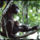 Congo_chimps_republic_of_the_congo_2000_503975_24316_t