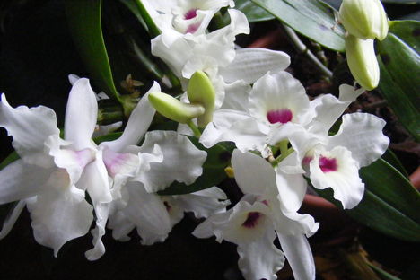 Dendrabium Orchidea teljes ponpával