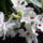 Dendrabium_orchidea_teljes_ponpaval_530119_27509_t