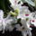 Dendrobium_orchidea_teljes_ponpaval_530115_34990_t