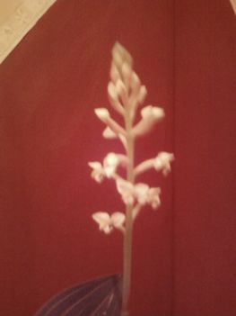 ékszer orhidea