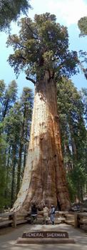 general-sherman-sequoia