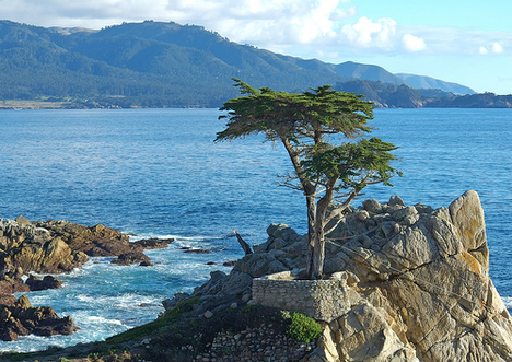 lone-cypress