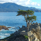 lone-cypress