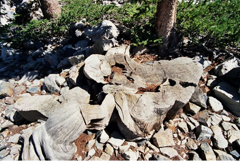prometheus-tree-stump