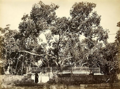 sri-maha-bodhi-tree
