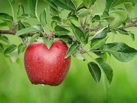 alma fa gyümölcsel