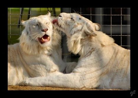 "állati" csók 27
