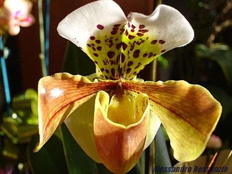 orchidea 14