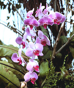 orchidea 8