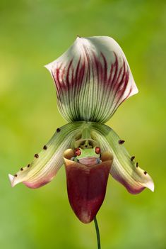 orchidea és a béka