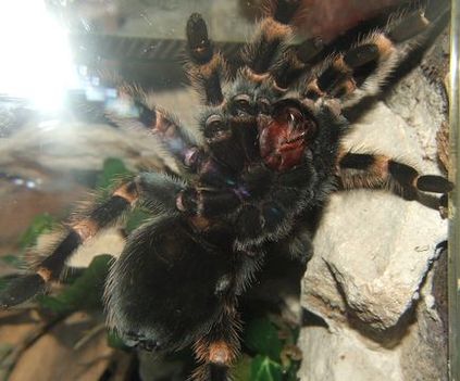 smithi