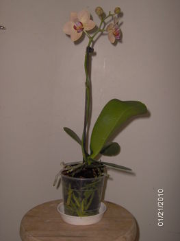 Új Orchideánk