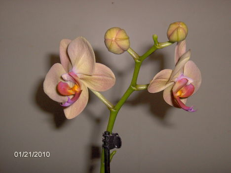 Új Orchideánk