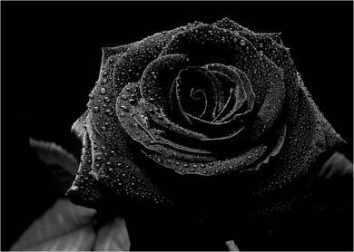 fekete rózsa 3