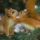 Allati_csok_2-002_544943_92328_t