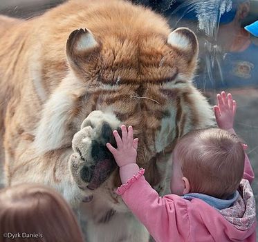 Ha nagy leszek, tigris  leszek!