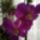 Orhidea-002_544737_99261_t