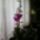 Orhidea-003_544645_52816_t
