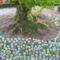 Öreg fa tövében, a temető felé vezető úton, Horgen, Zürich kanton, Svájc