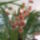 Orchidea_547963_18160_t