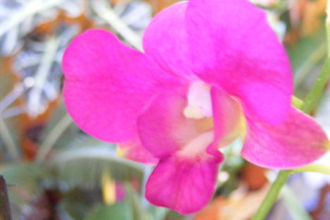 Dendrobium Orchidea