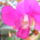 Dendrobium_orchidea-001_548402_70399_t