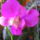 Dendrobium_orchidea_548404_32913_t