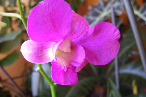 Denrobium Orchidea