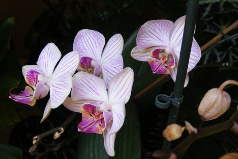 Lepke Orchidea