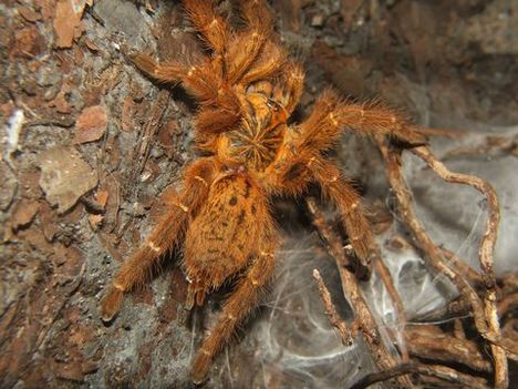 p. murinus